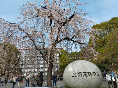 写真で見る：春風に乗って誘われてサクラ・さかな・さまよう上野・アメ横で