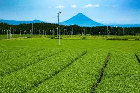 速報版新春を鮮やかに1/29(土）14時半「第3弾　鹿児島舞台・産官学　地元留学生・北京外大等院生の発表や交流会（東京都日中経済ビジネス委員会）Online 企画」ご案内！鹿児島国際大、北京外国語大学学生等4名や薩大使発表～地域をもっと元気に！